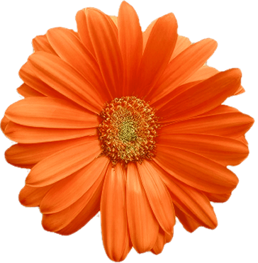 Ilustración decorativa